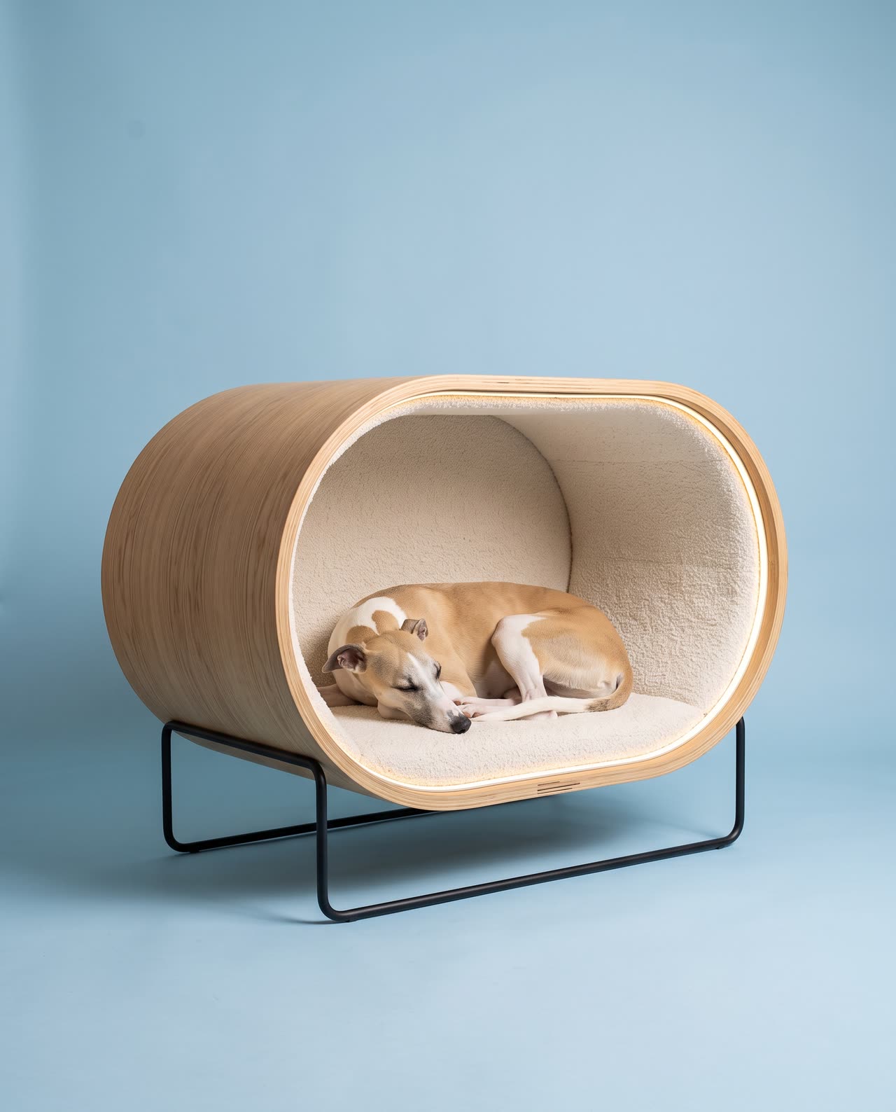 Halo in the studio with a whippet. Concept visual