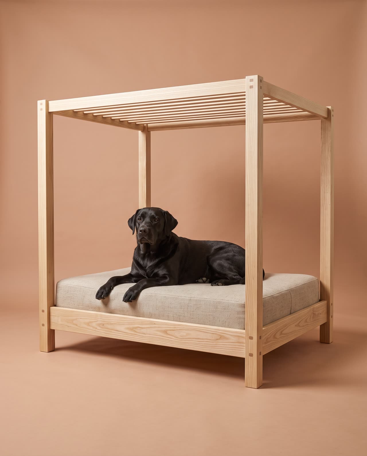 Pavilion in the studio with a black labrador. Concept visual